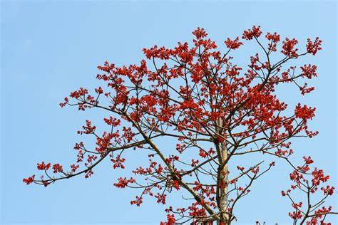 梧桐樹開花